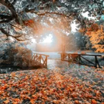 nature, autumn, outdoor, fall, landscape