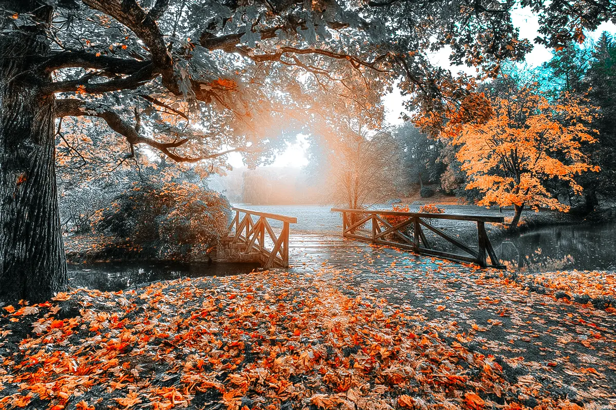 nature, autumn, outdoor, fall, landscape